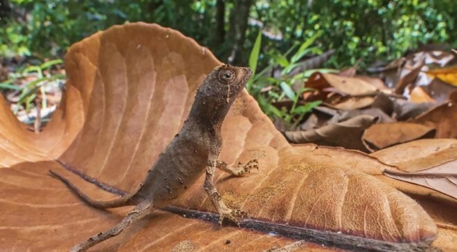 Scientists discover new kangaroo lizard species from Western Ghats